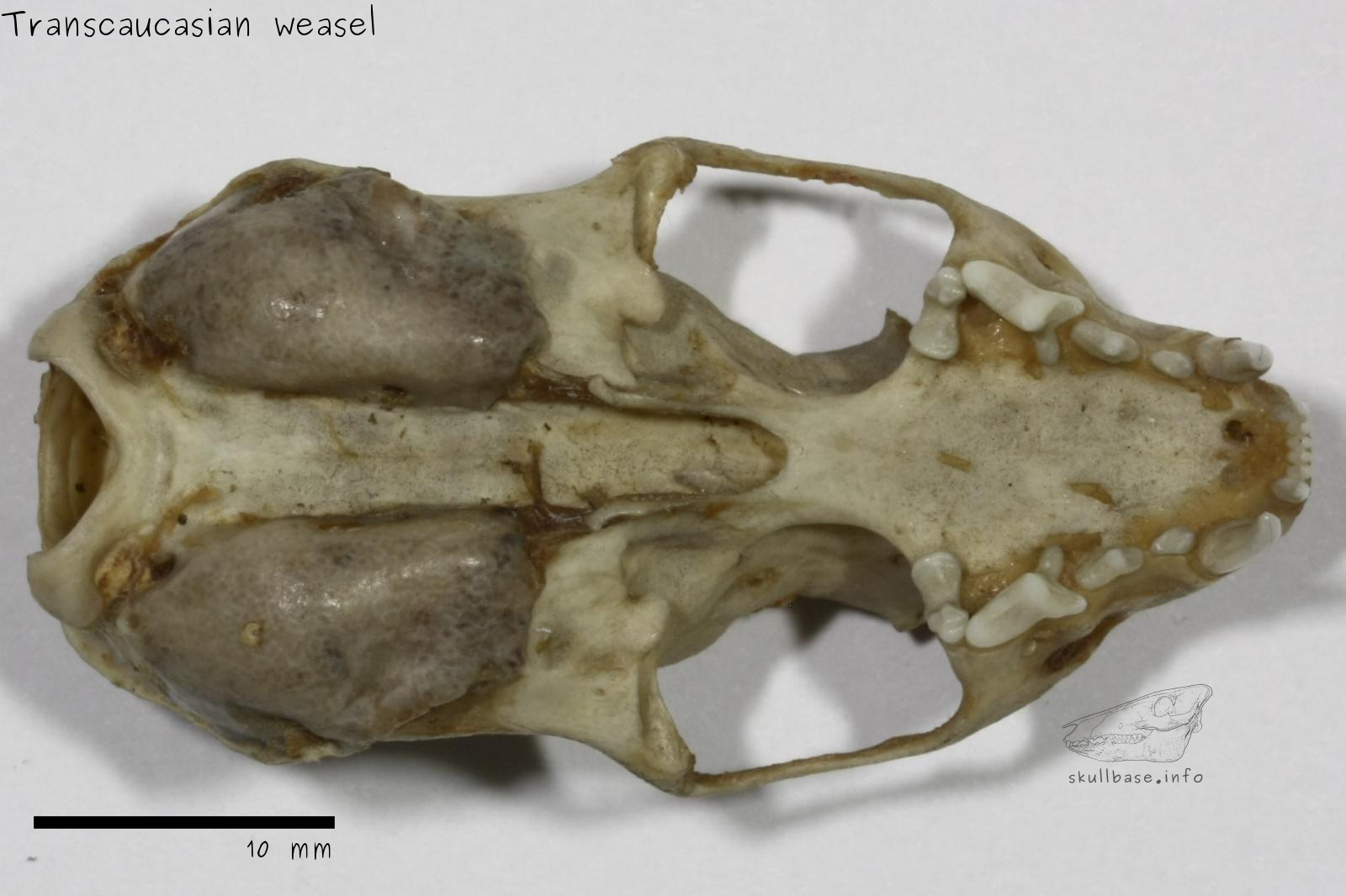 Transcaucasian weasel (Mustela nivalis boccamela) skull ventral view