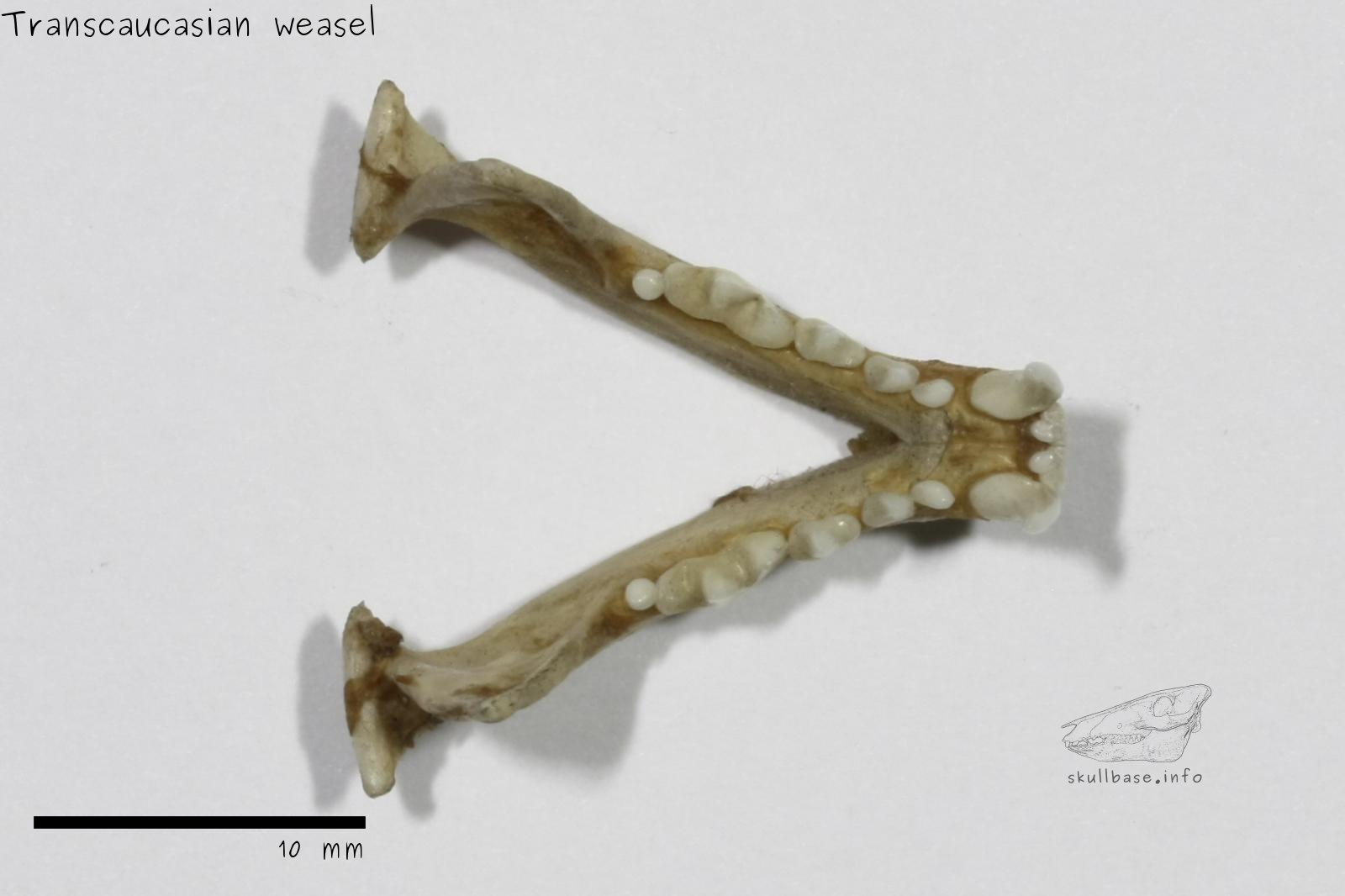 Transcaucasian weasel (Mustela nivalis boccamela) jaw