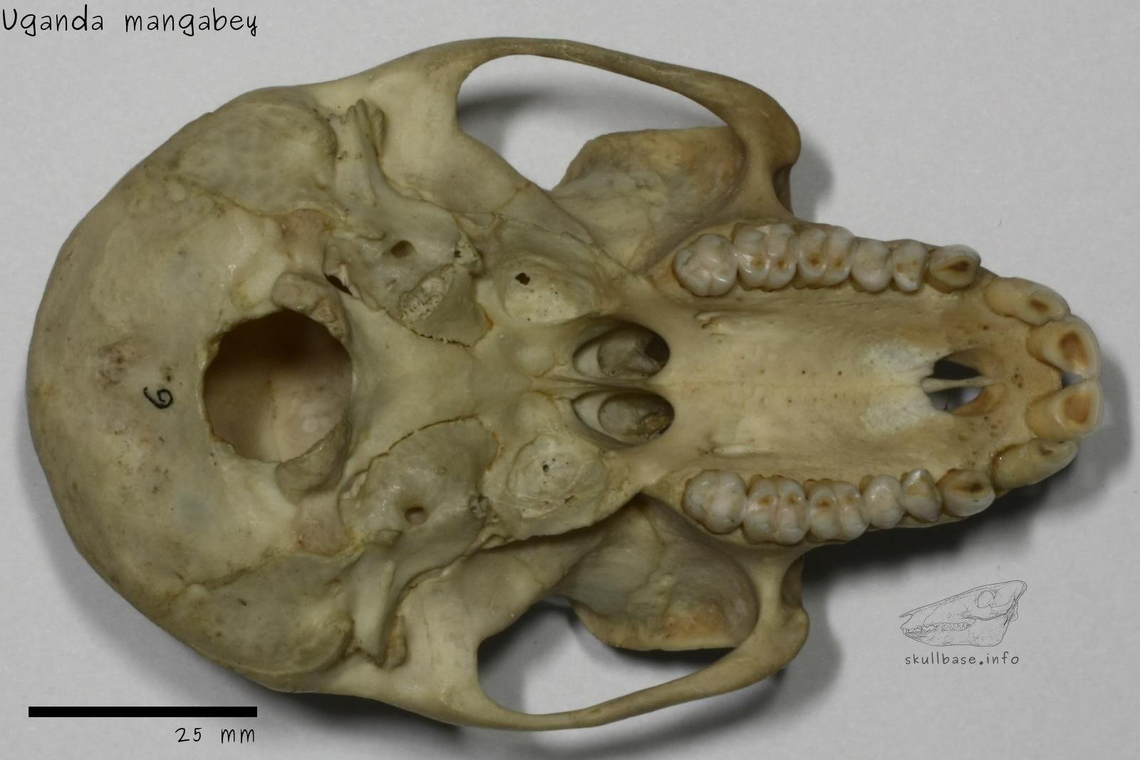 Uganda mangabey (Lophocebus ugandae) skull ventral view