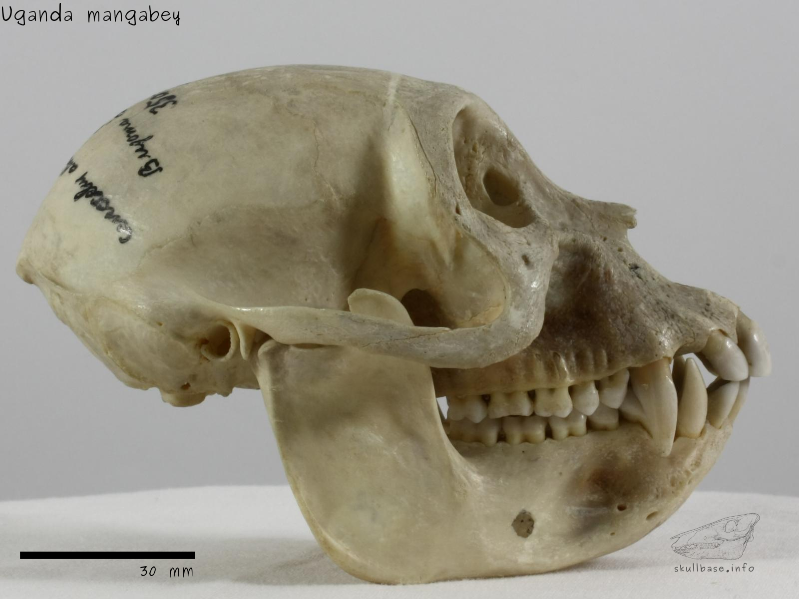 Uganda mangabey (Lophocebus ugandae) skull lateral view