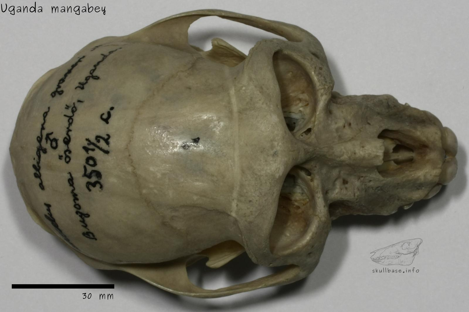 Uganda mangabey (Lophocebus ugandae) skull dorsal view