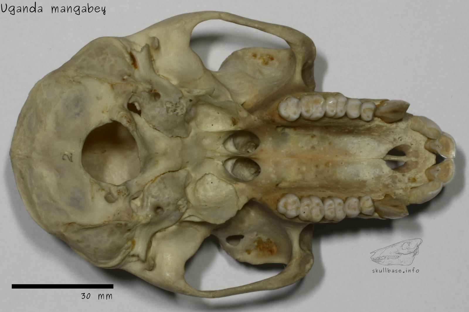 Uganda mangabey (Lophocebus ugandae) skull ventral view