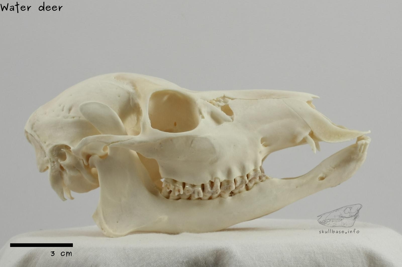 Water deer (Hydropotes inermis) skull lateral view