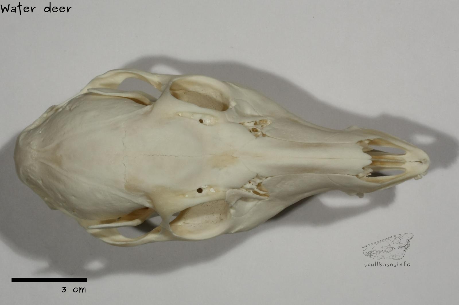 Water deer (Hydropotes inermis) skull dorsal view