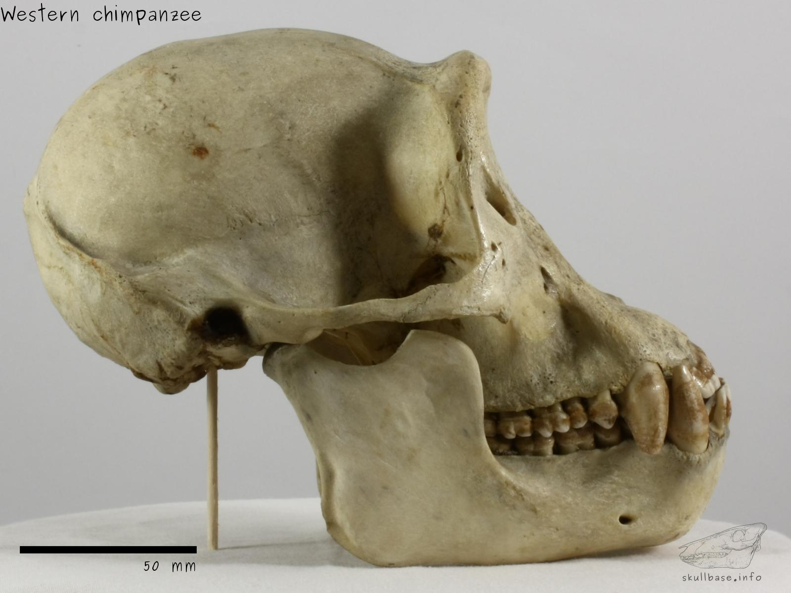 Western chimpanzee (Pan troglodytes verus) skull lateral view