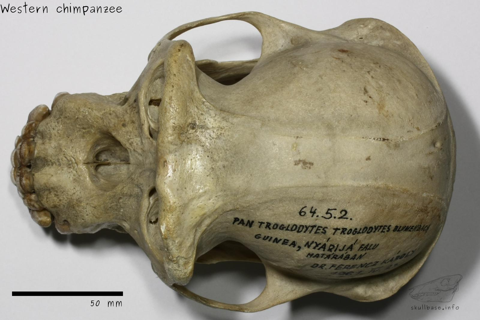 Western chimpanzee (Pan troglodytes verus) skull dorsal view
