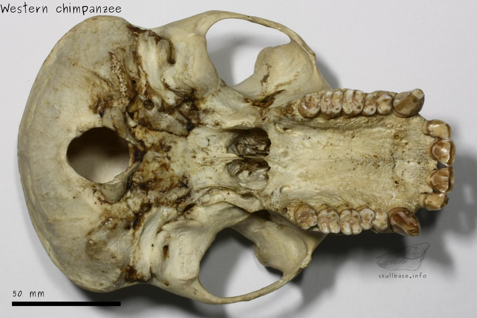 Western chimpanzee (Pan troglodytes verus) skull ventral view
