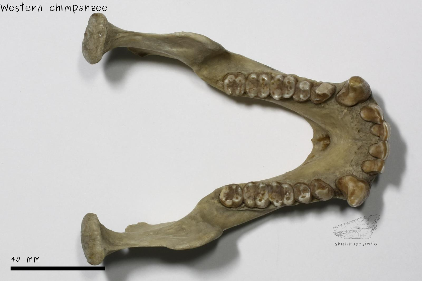 Western chimpanzee (Pan troglodytes verus) jaw