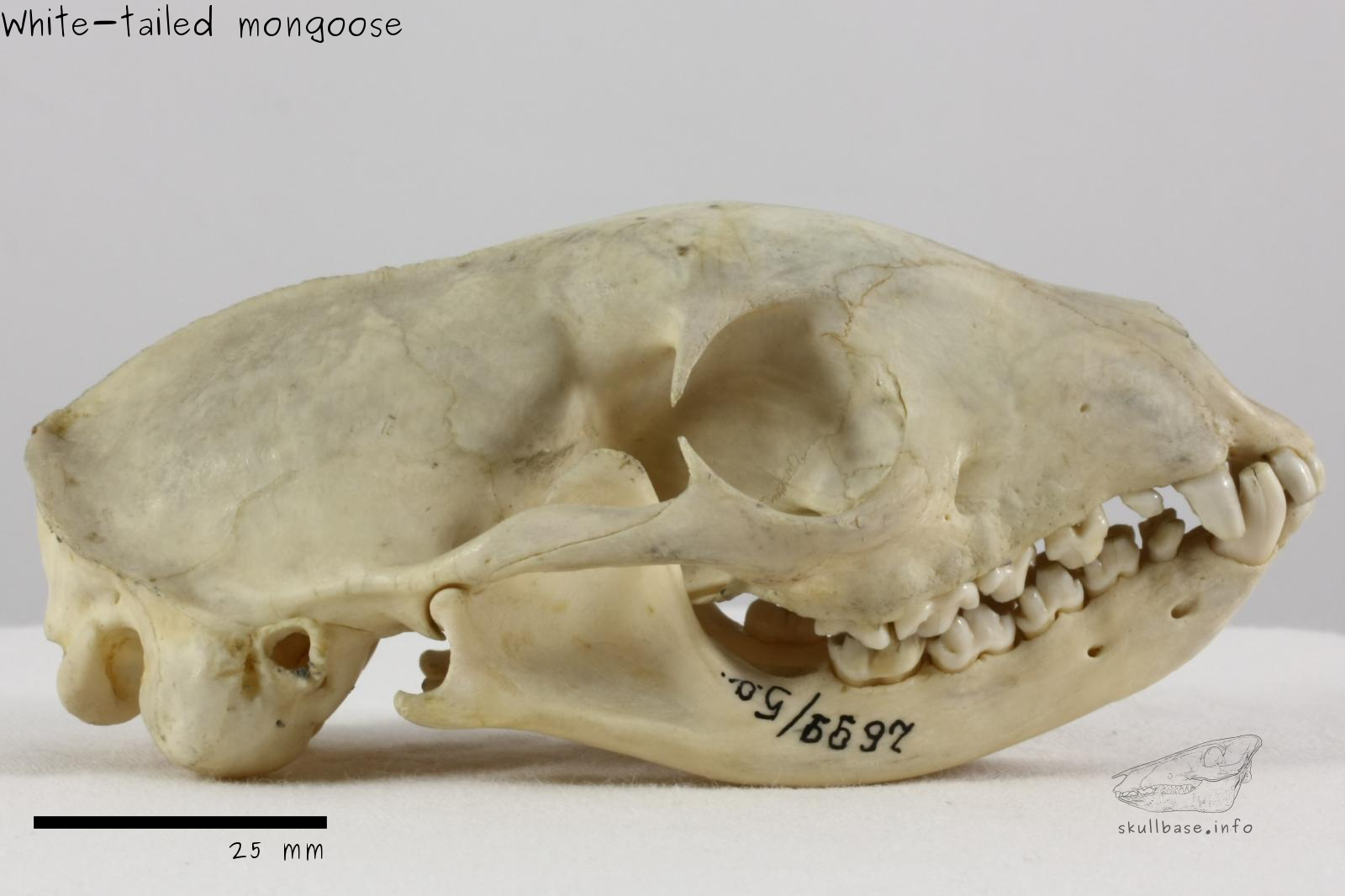 White-tailed mongoose (Ichneumia albicauda) skull lateral view