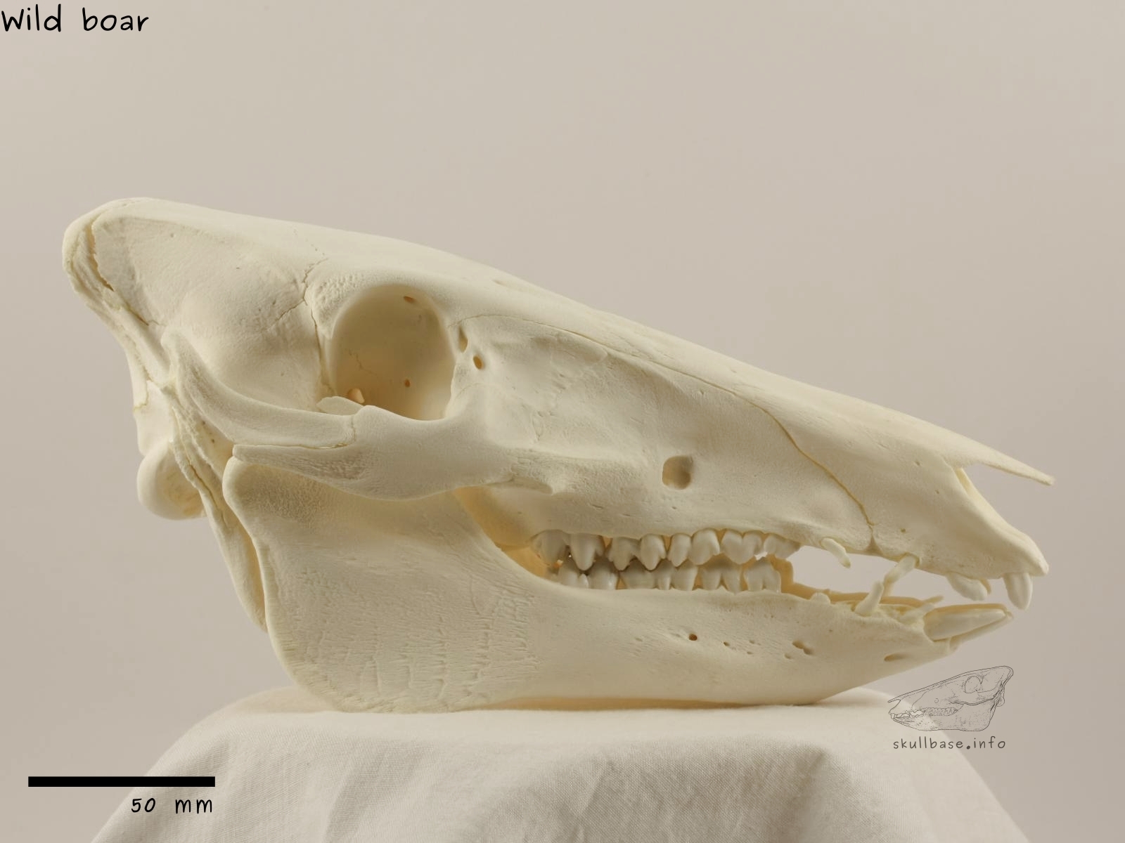 Wild boar (Sus scrofa) skull lateral view
