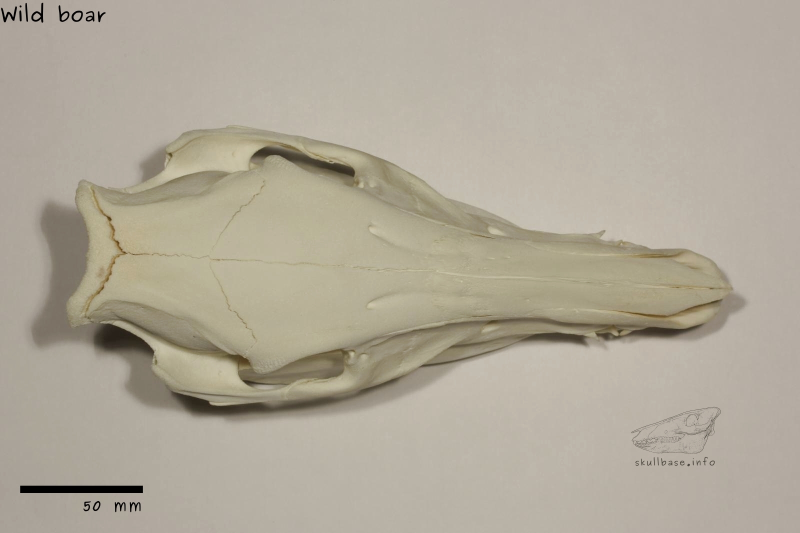 Wild boar (Sus scrofa) skull dorsal view