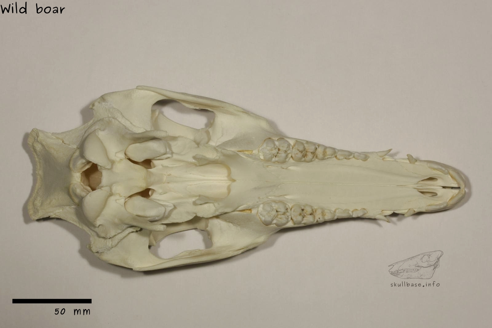 Wild boar (Sus scrofa) skull ventral view