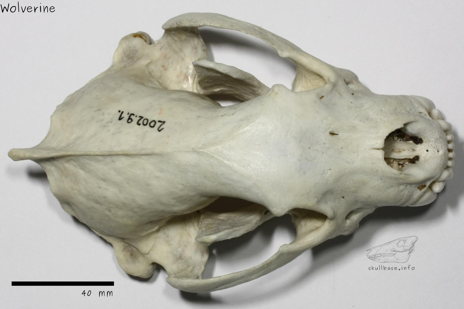Wolverine (Gulo gulo) skull dorsal view
