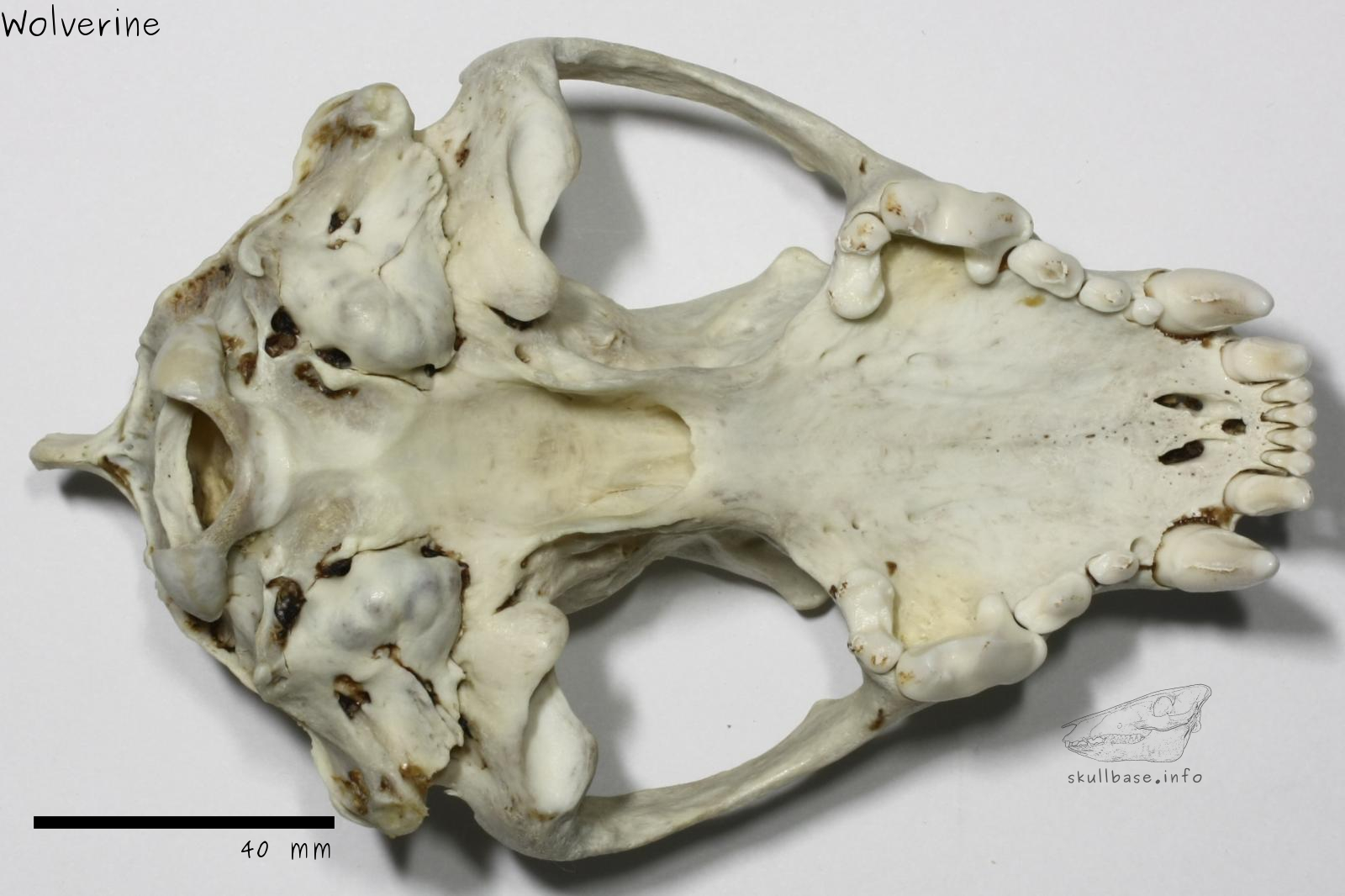 Wolverine (Gulo gulo) skull ventral view