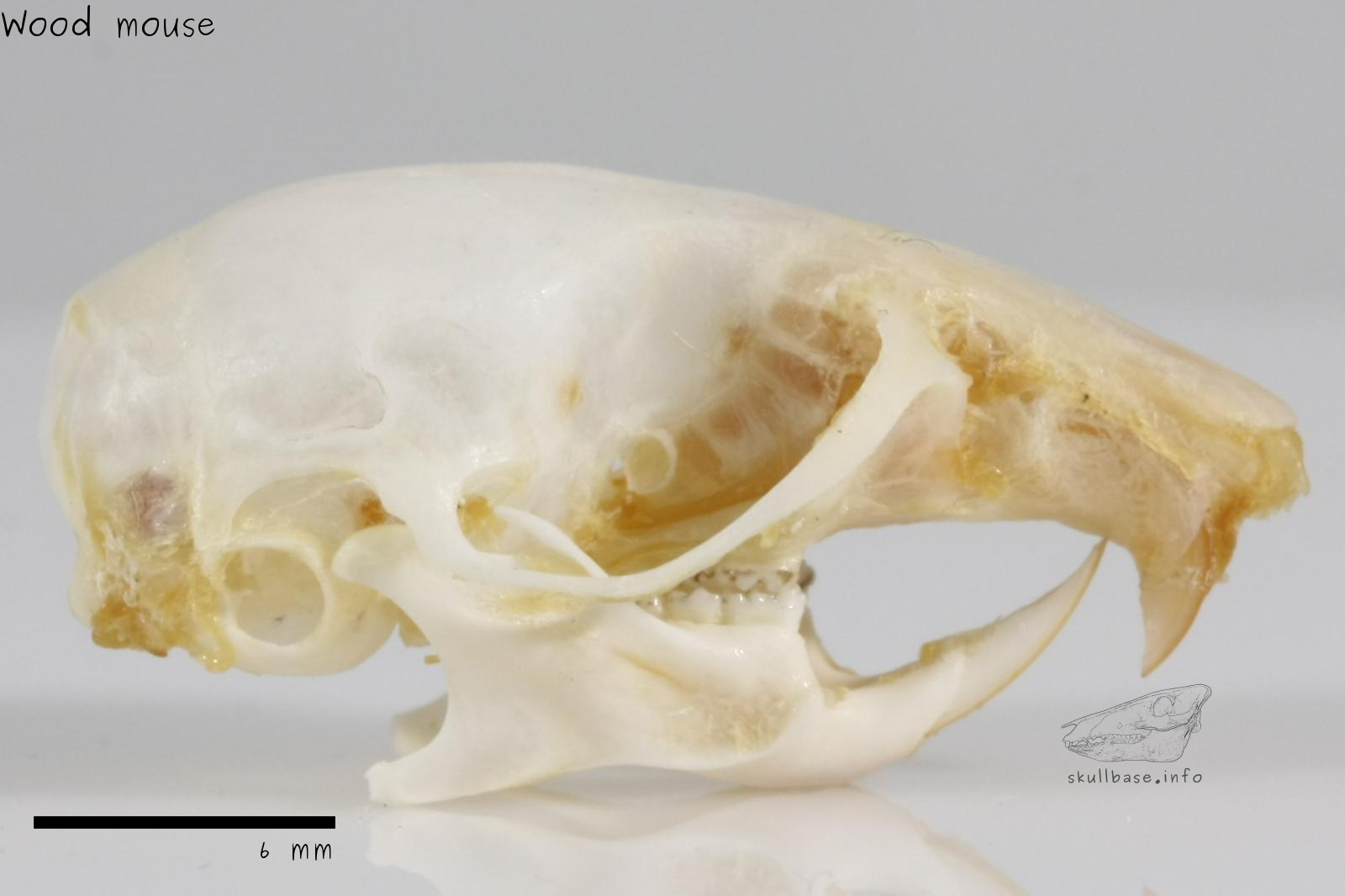Wood mouse (Apodemus sylvaticus) skull lateral view