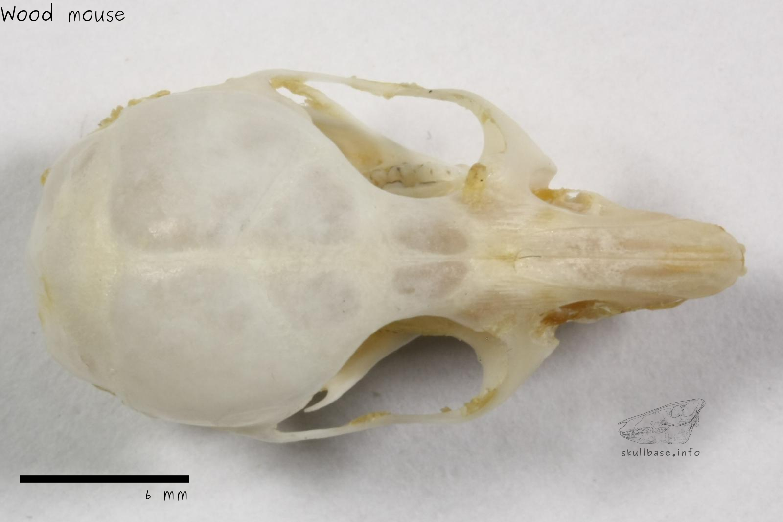 Wood mouse (Apodemus sylvaticus) skull dorsal view