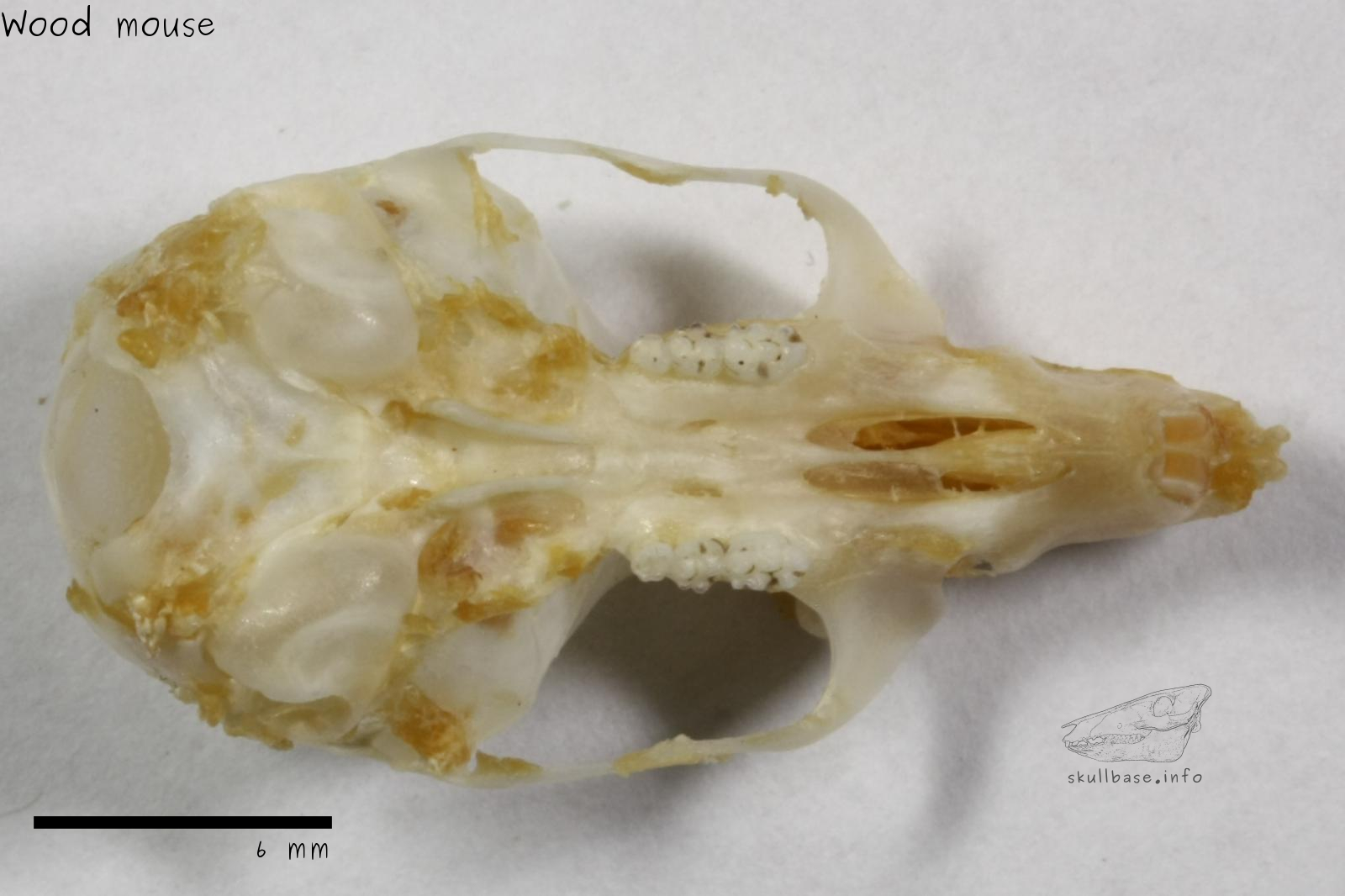 Wood mouse (Apodemus sylvaticus) skull ventral view