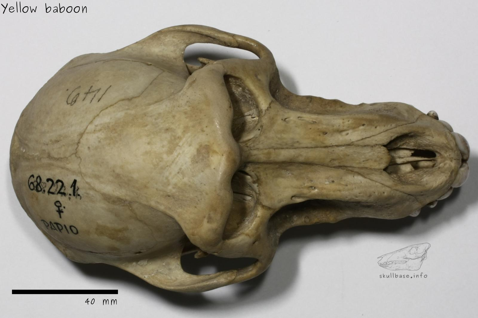 Yellow baboon (Papio cynocephalus cynocephalus) skull dorsal view