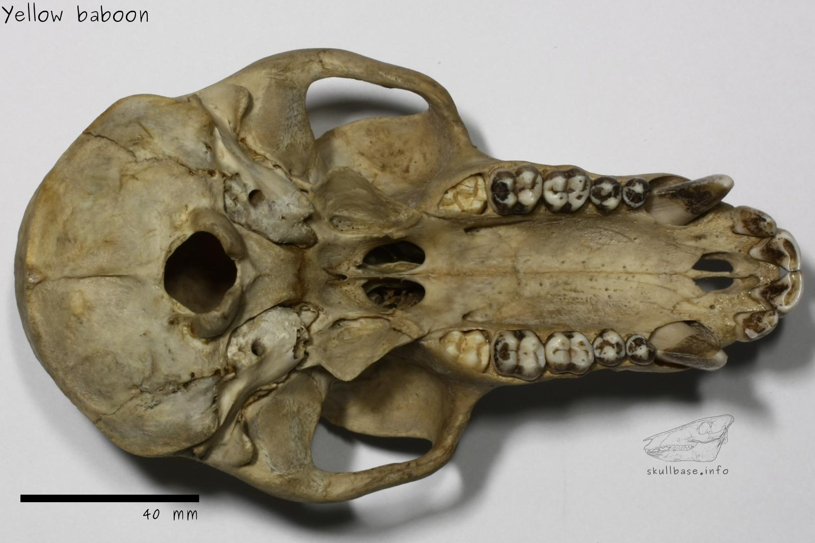 Yellow baboon (Papio cynocephalus cynocephalus) skull ventral view