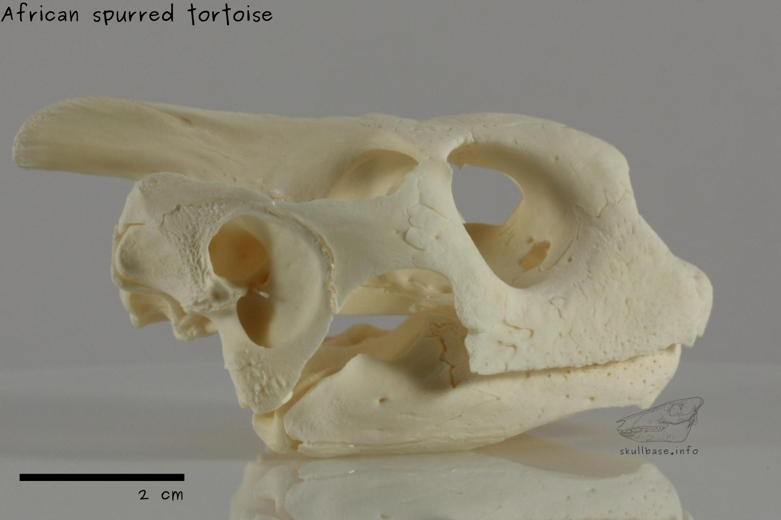 African spurred tortoise (Centrochelys sulcata) skull lateral view