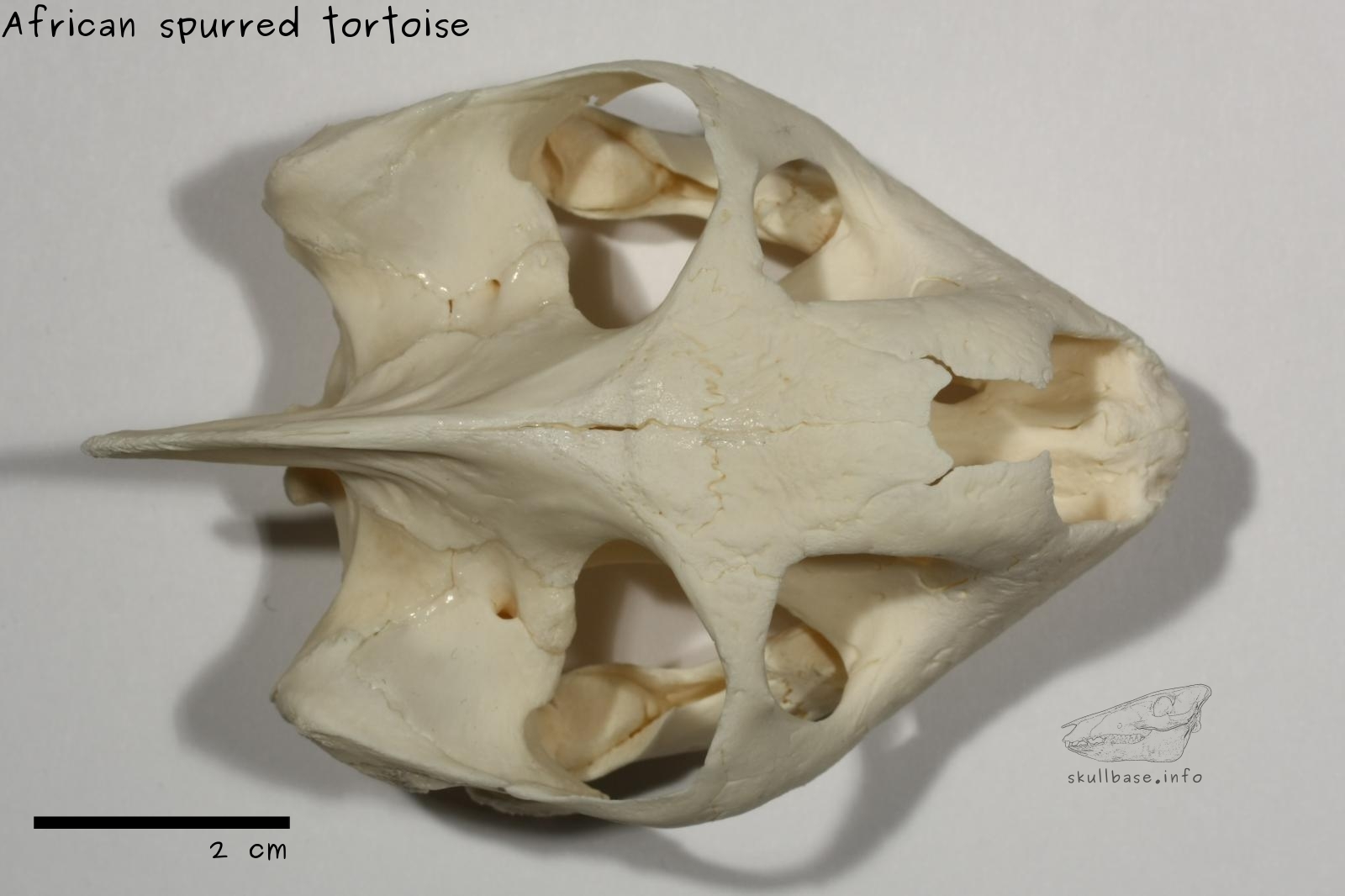 African spurred tortoise (Centrochelys sulcata) skull dorsal view