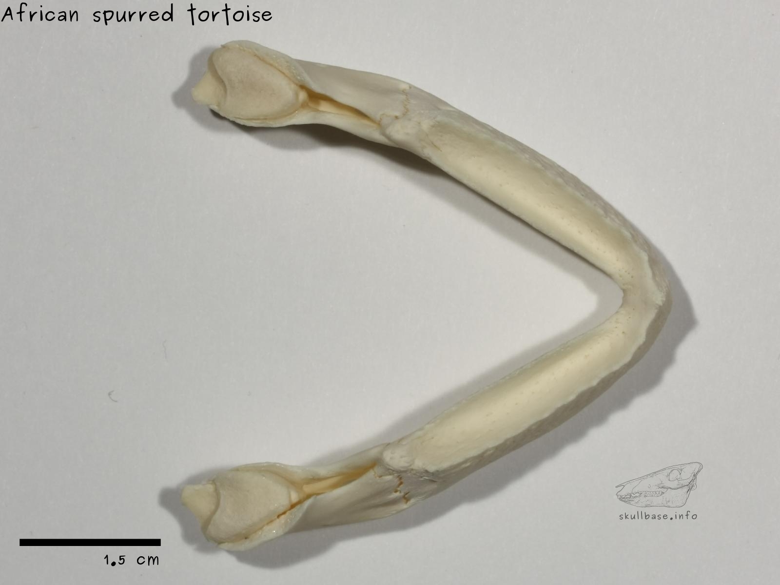 African spurred tortoise (Centrochelys sulcata) jaw