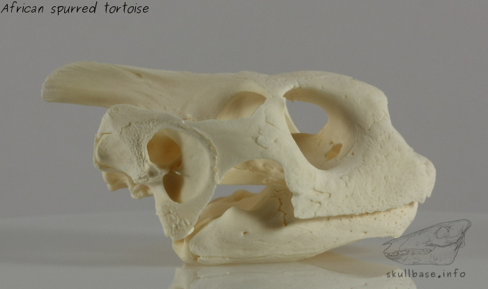 African spurred tortoise (Centrochelys sulcata) skull