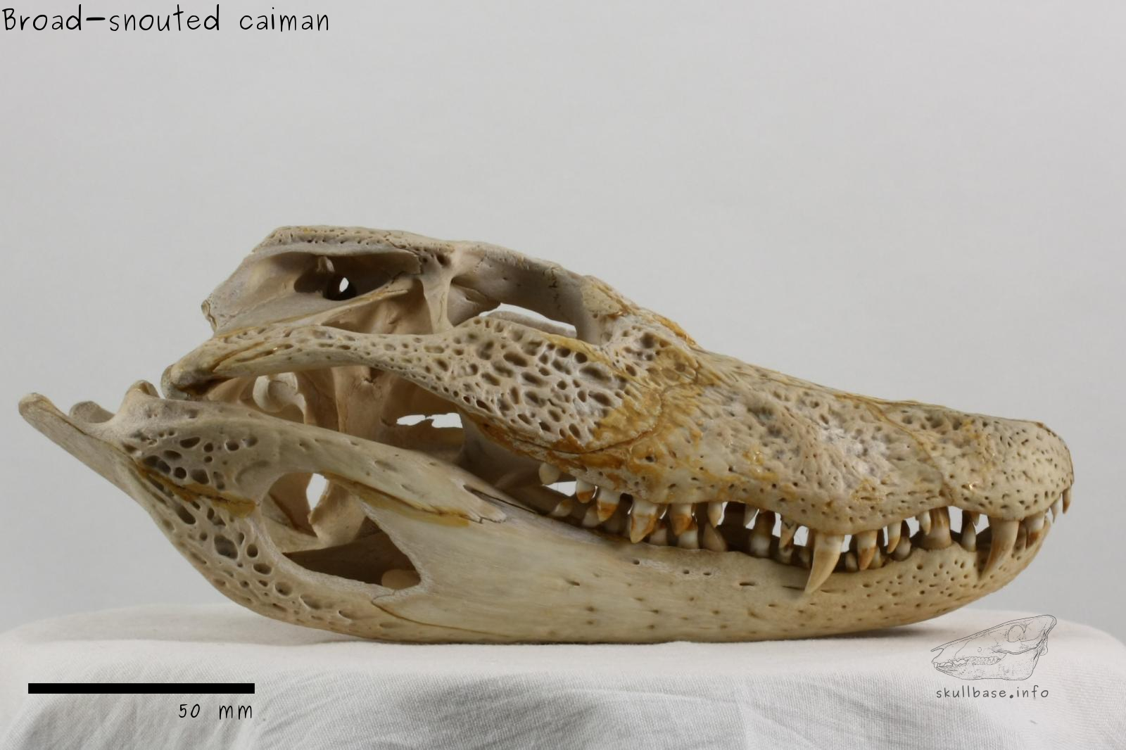 Broad-snouted caiman (Caiman latirostris) skull lateral view