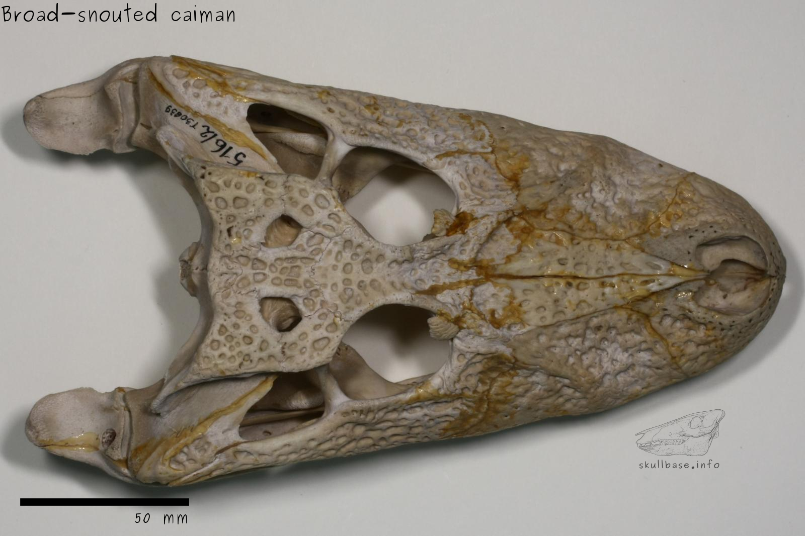 Broad-snouted caiman (Caiman latirostris) skull dorsal view
