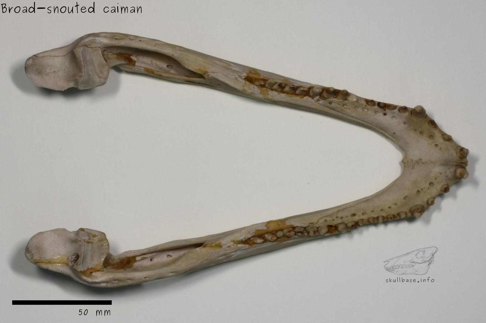 Broad-snouted caiman (Caiman latirostris) jaw
