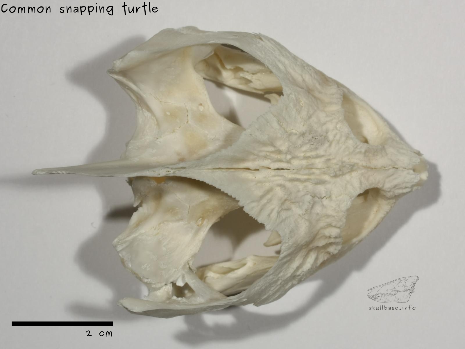 Common snapping turtle (Chelydra serpentina) skull dorsal view