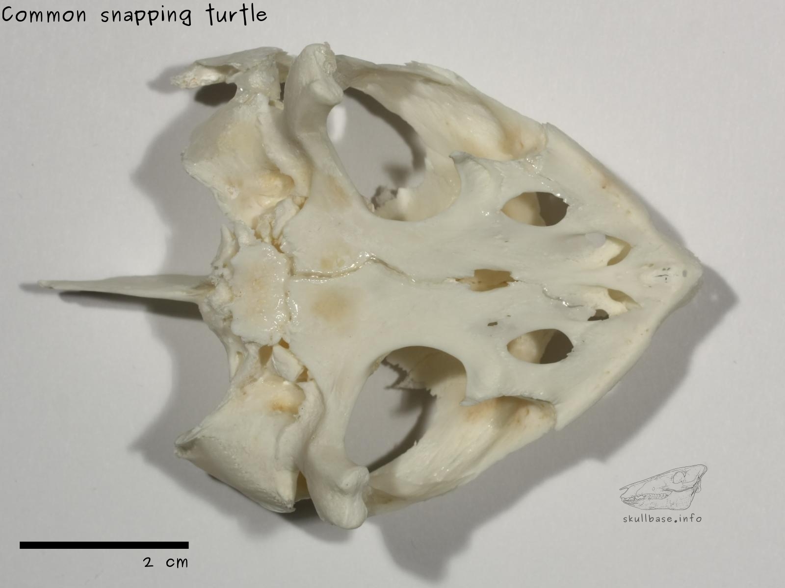 Common snapping turtle (Chelydra serpentina) skull ventral view