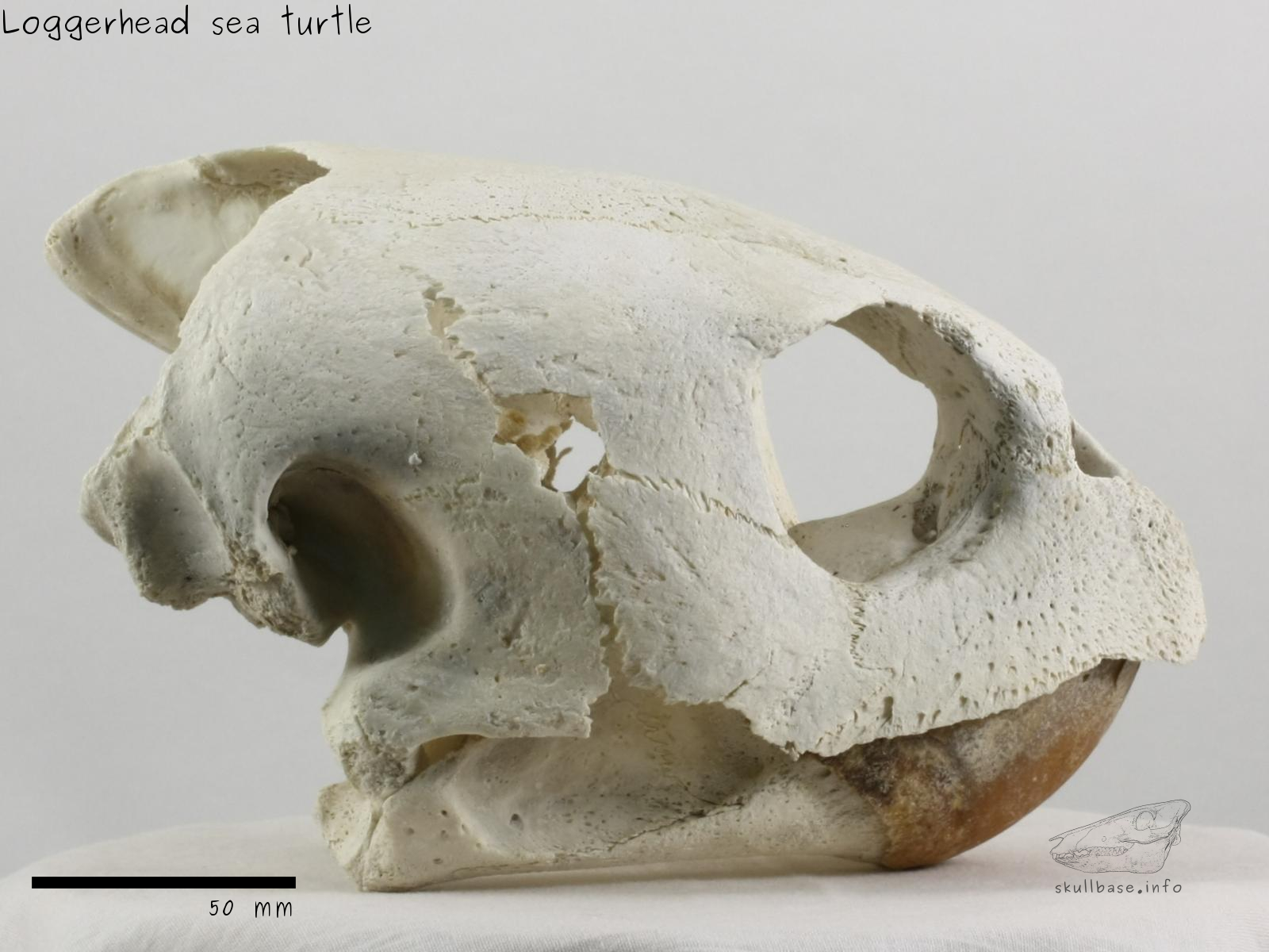 Loggerhead sea turtle (Caretta caretta) skull lateral view