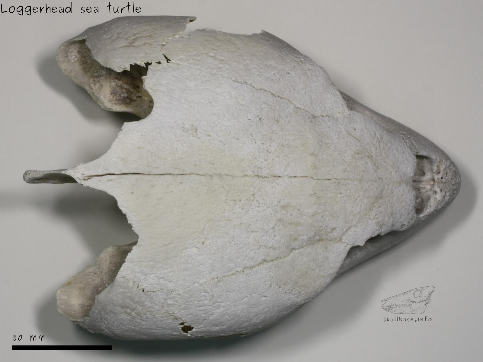 Loggerhead sea turtle (Caretta caretta) skull dorsal view