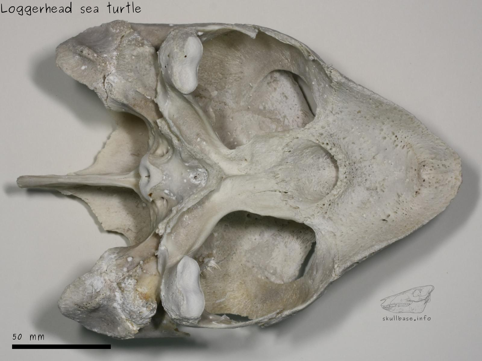 Loggerhead sea turtle (Caretta caretta) skull ventral view