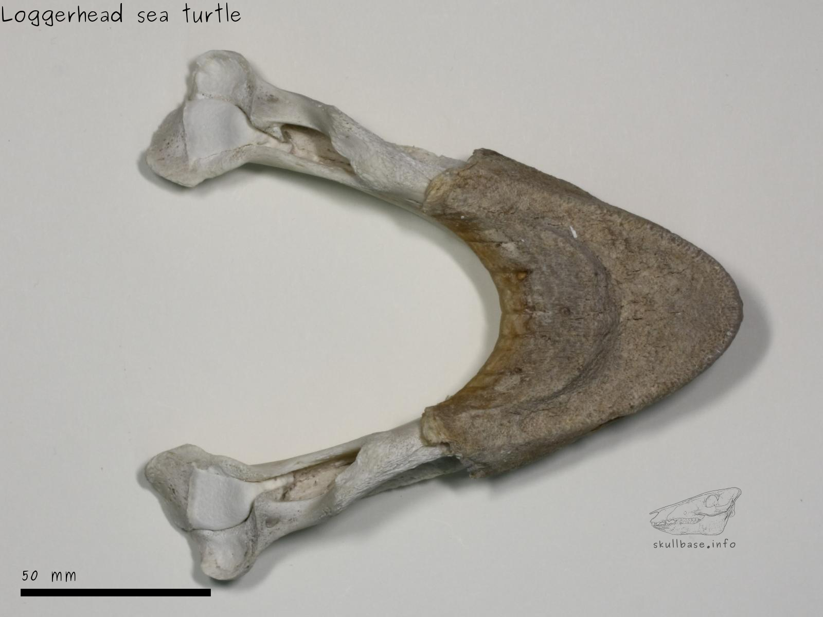 Loggerhead sea turtle (Caretta caretta) jaw