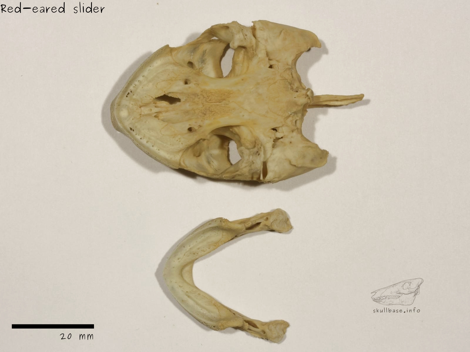 Red-eared slider (Trachemys scripta elegans) skull ventral view and jaw