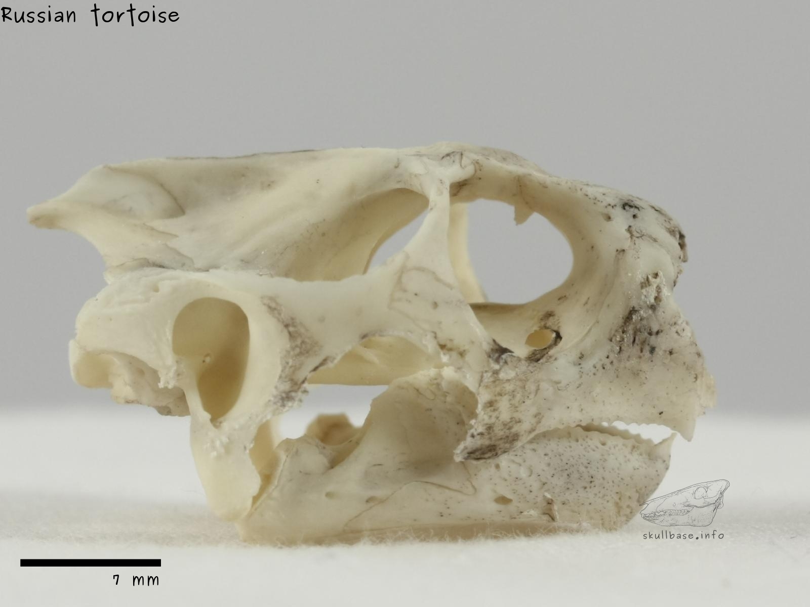 Russian tortoise (Agrionemys horsfieldii) skull lateral view
