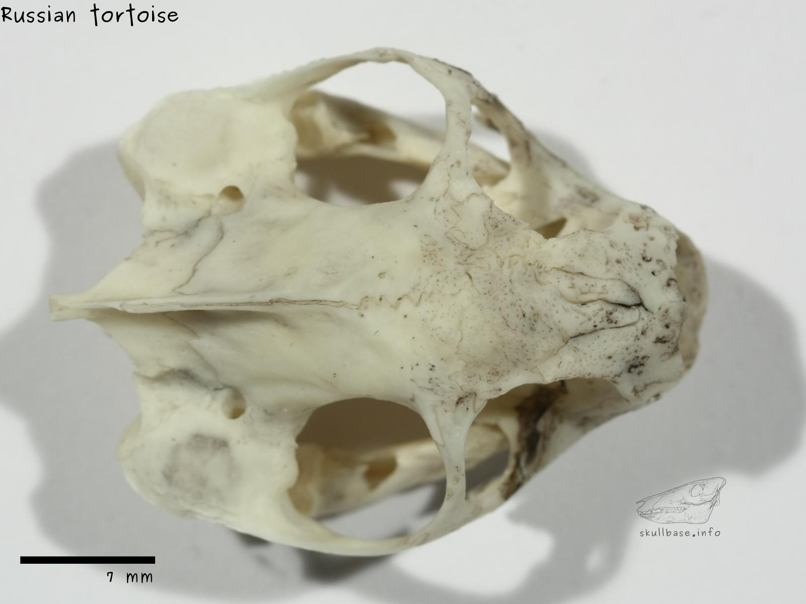 Russian tortoise (Agrionemys horsfieldii) skull dorsal view