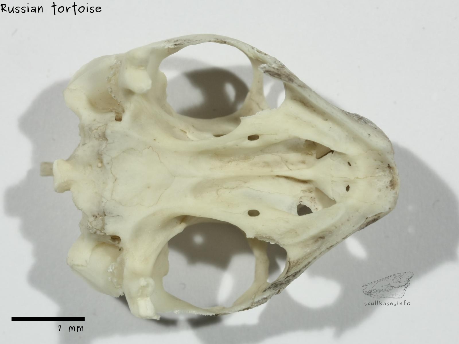 Russian tortoise (Agrionemys horsfieldii) skull ventral view