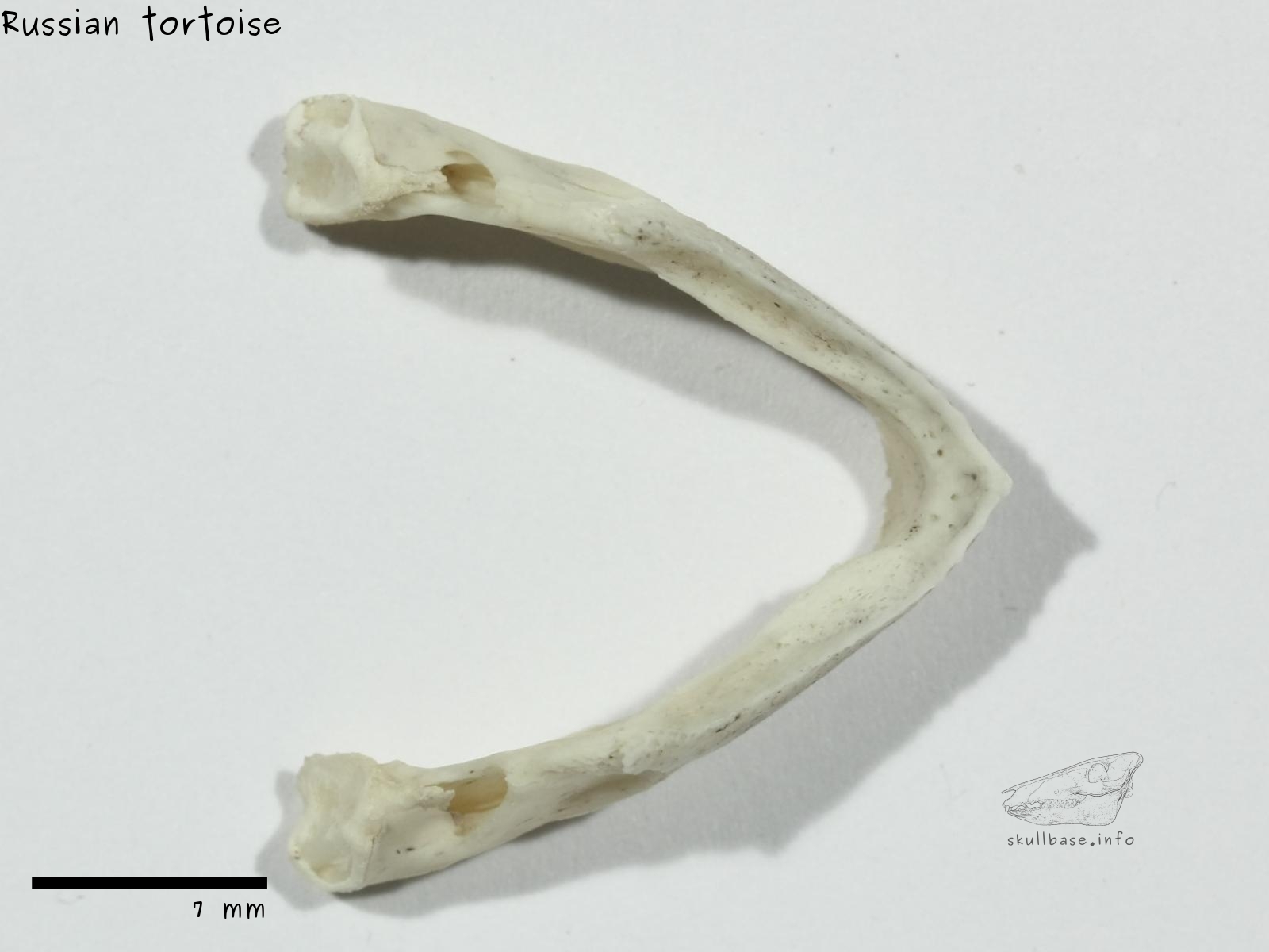 Russian tortoise (Agrionemys horsfieldii) jaw