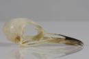 Eurasian reed warbler (♀) - Acrocephalus scirpaceus