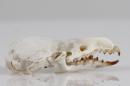 Mediterranean water shrew  - Neomys anomalus
